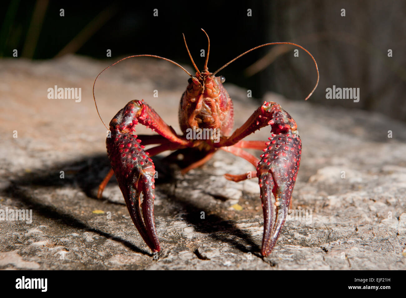 Portrait of procambarus clarkii, a freshwater crayfish species, native to the Southeastern United States, but found also on Euro Stock Photo