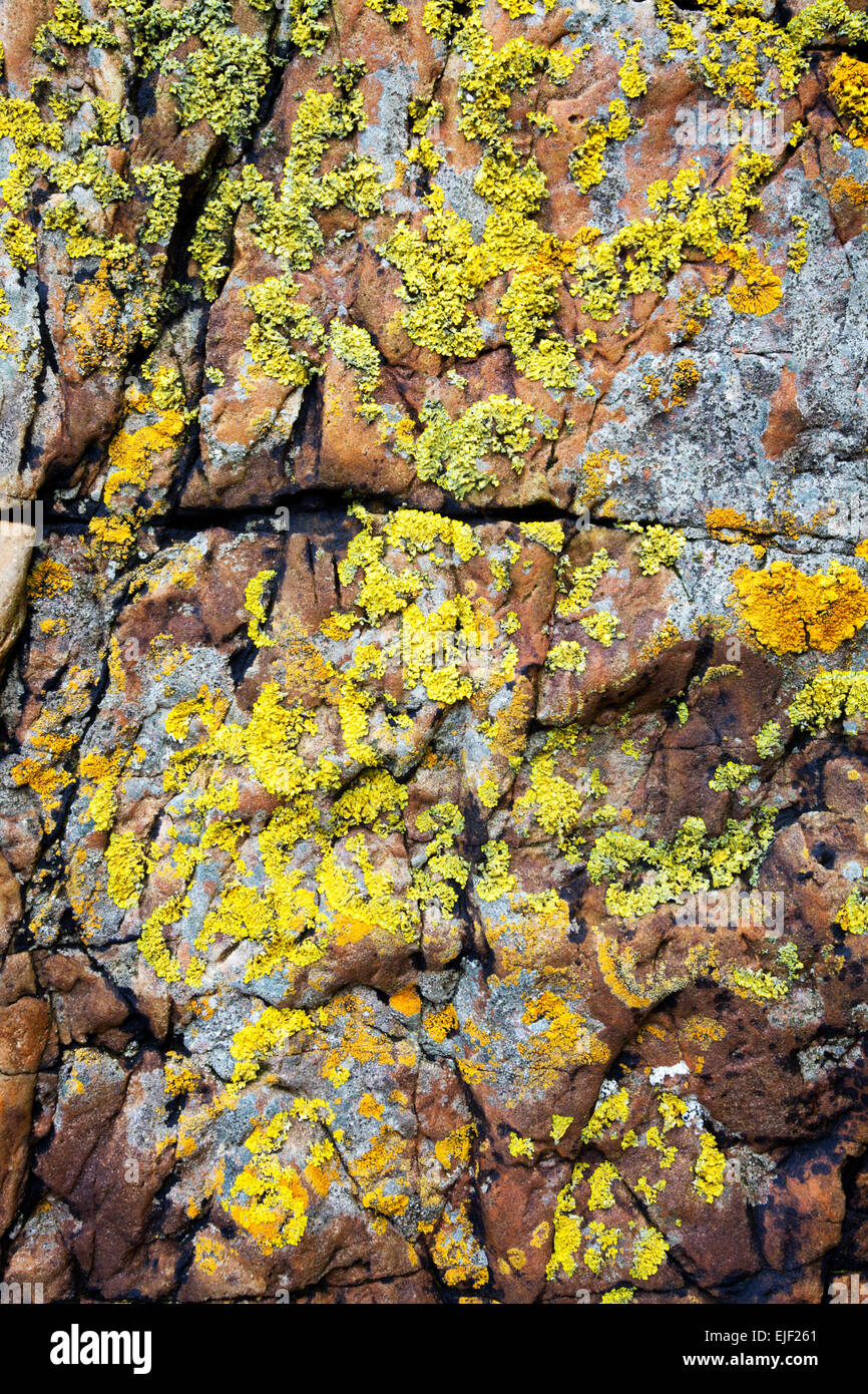 Lichen on Cracked Rock Fife Coast Path St Andrews Fife Scotland Stock Photo
