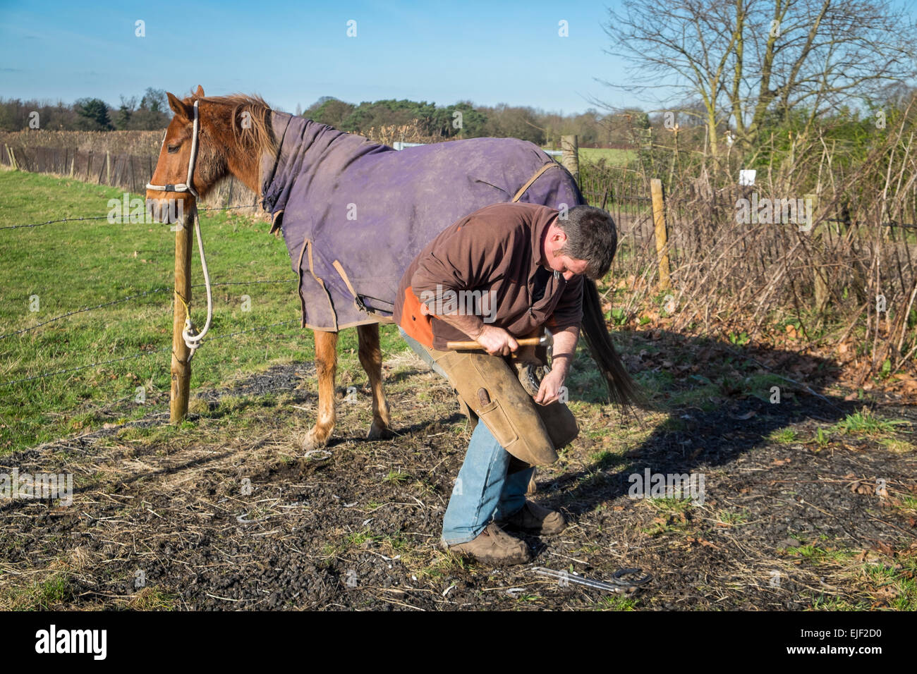Blacksmith shoeing a horse in a field Stock Photo Alamy
