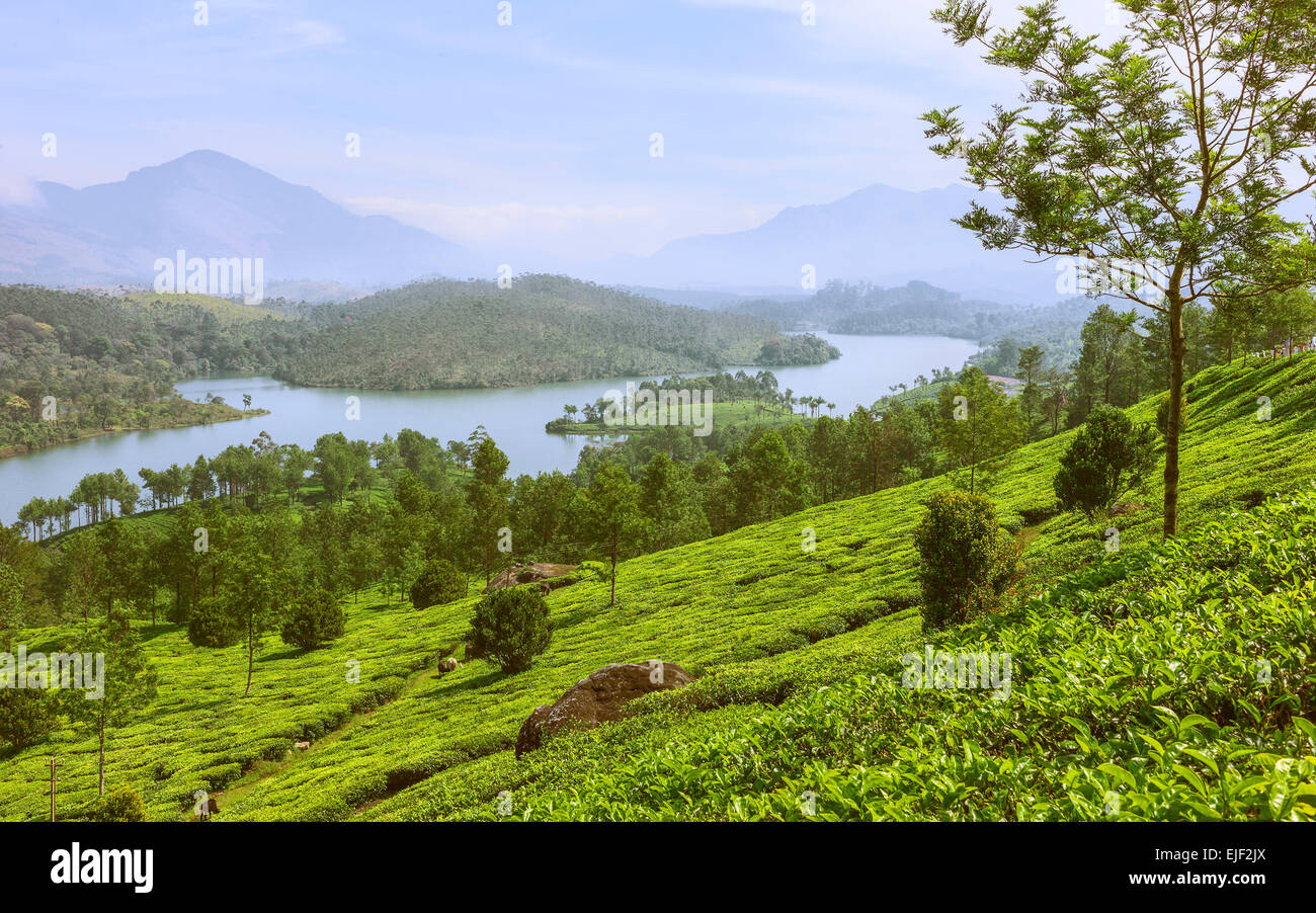 Lake in the middle of a tea plantation at dawn with the Kannan Devan Hills in the background, Munnar, Kerala, India. Stock Photo