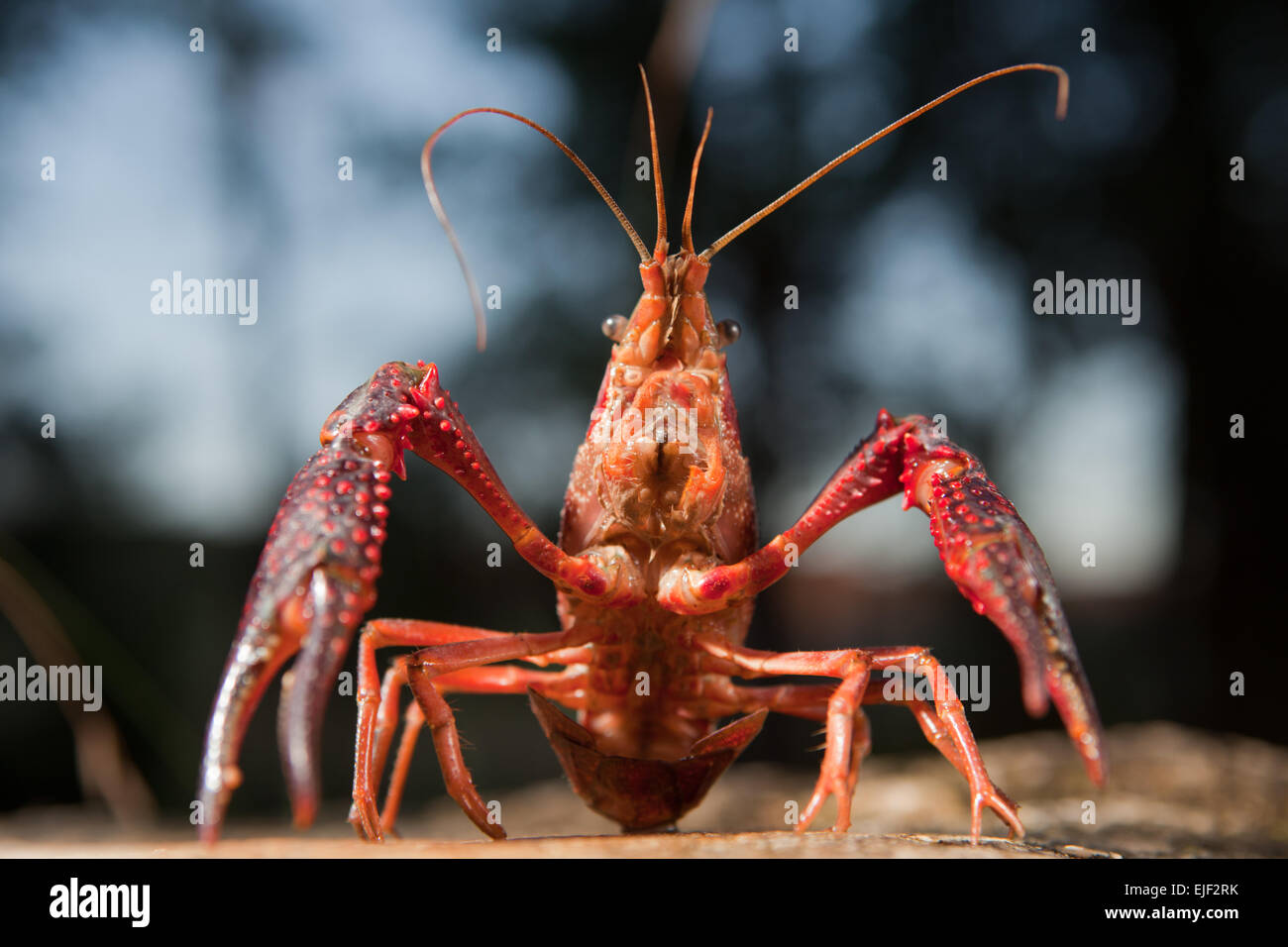 Portrait of procambarus clarkii, a freshwater crayfish species, native to the Southeastern United States. Invasive species Stock Photo