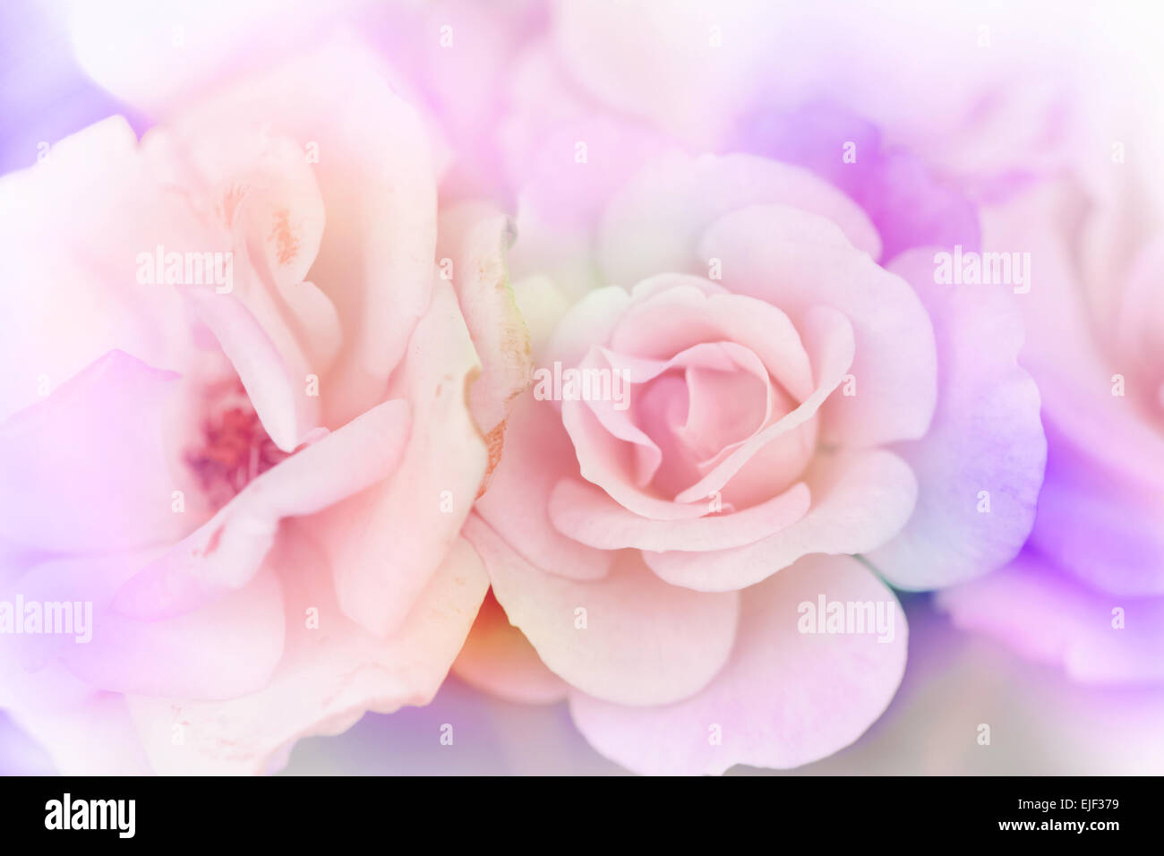 Pink rose background,Flower blur background Stock Photo - Alamy
