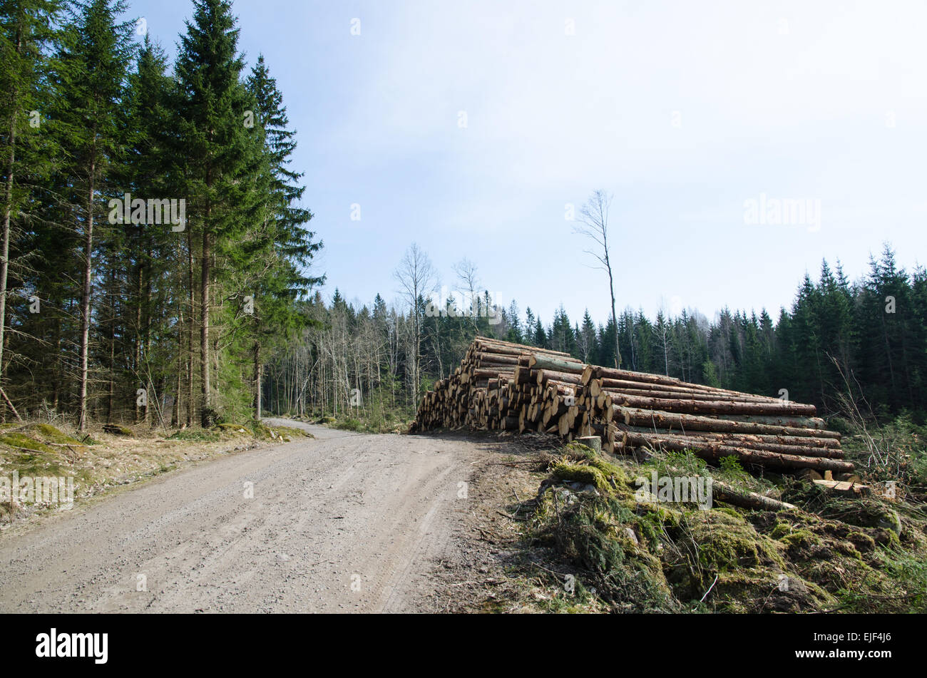 Newly cut timber in a stack at a gravel roadside in a coniferous forest in Sweden Stock Photo