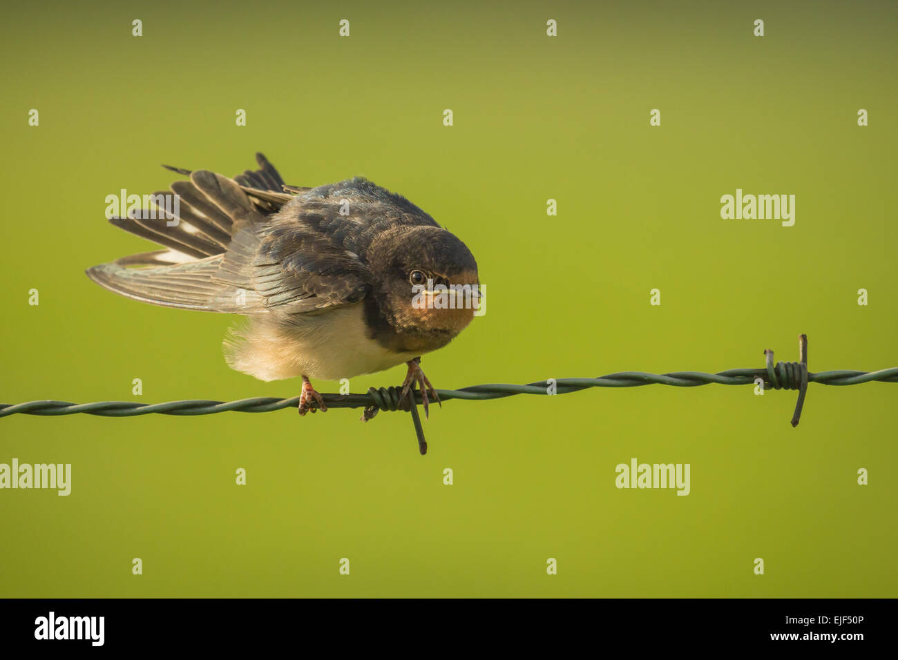 Barn Swallow (Hirundo rustica) spreads his wings while resting on green barb wire during a early morning sunrise Stock Photo