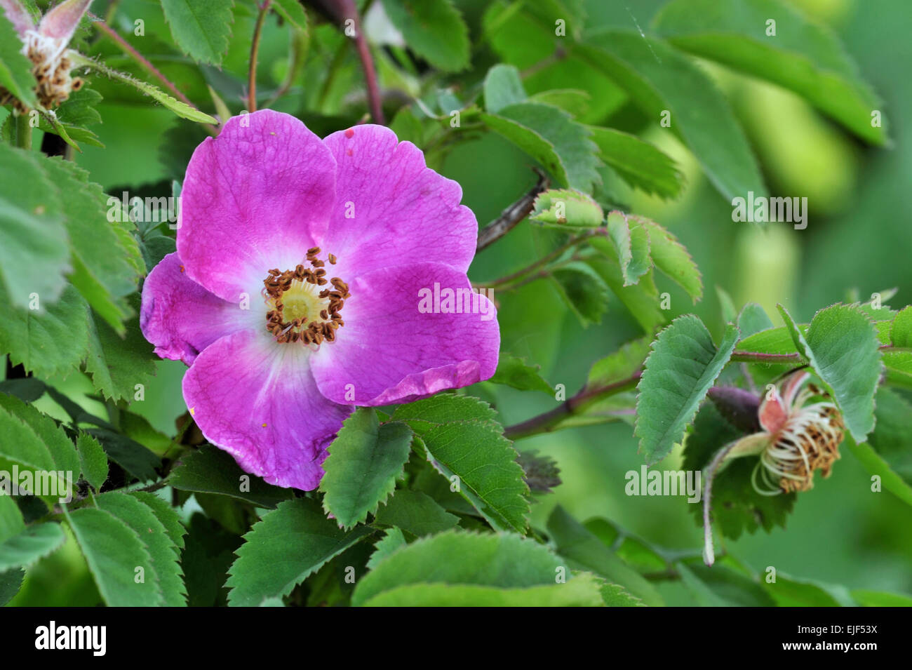 Alpine rose (Rosa pendulina / Rosa alpina) in flower in the Alps Stock Photo