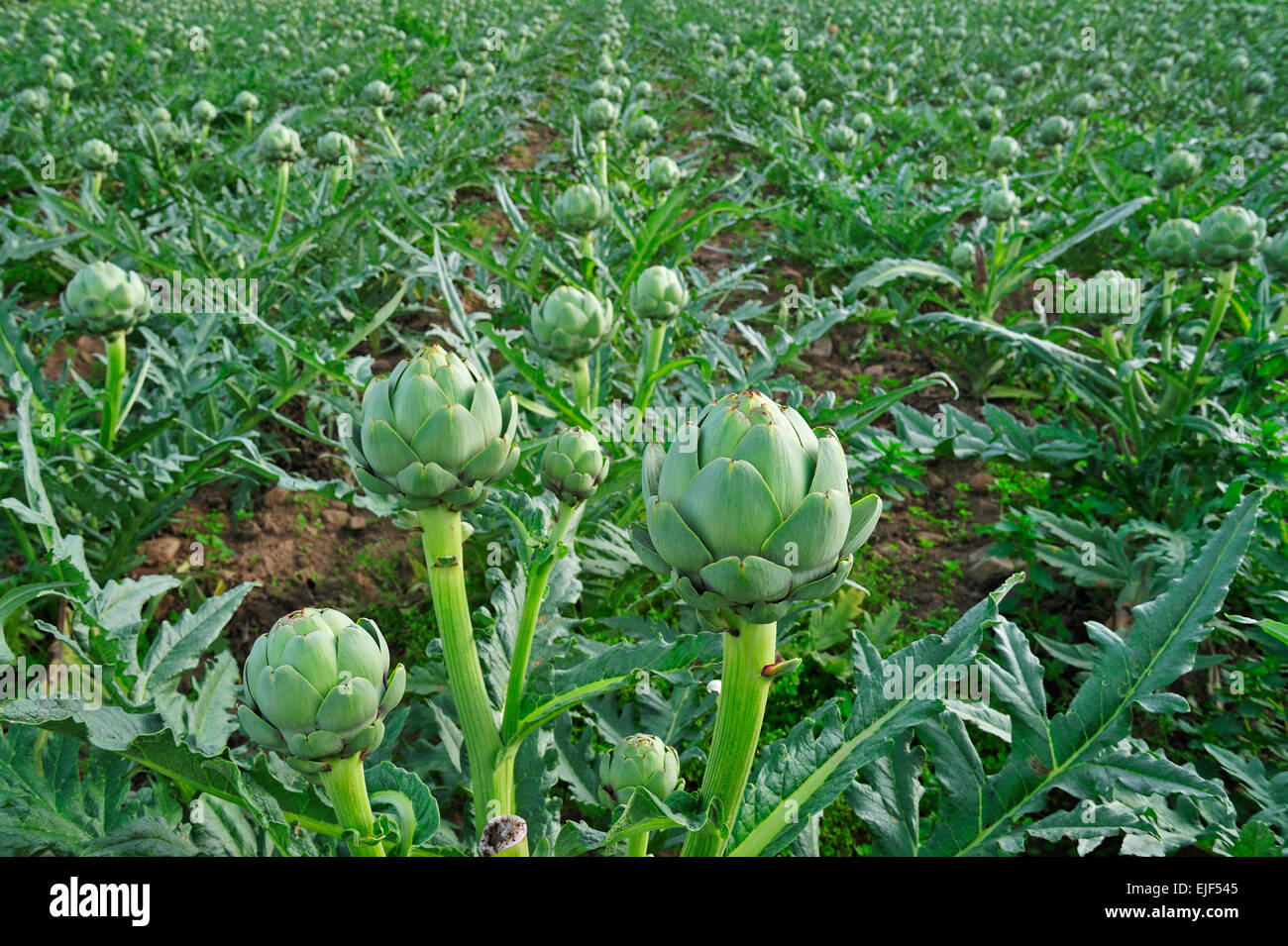 Cultivated Globe artichoke (Cynara cardunculus var. scolymus) buds