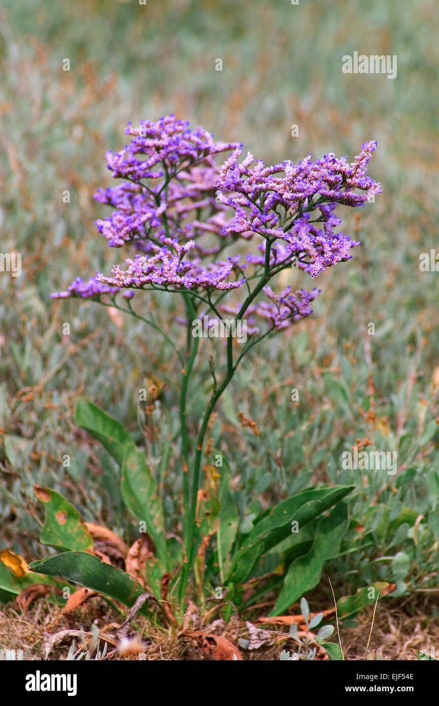 Common sea lavender / statice / marsh-rosemary (Limonium vulgare) flowering in salt marsh Stock Photo