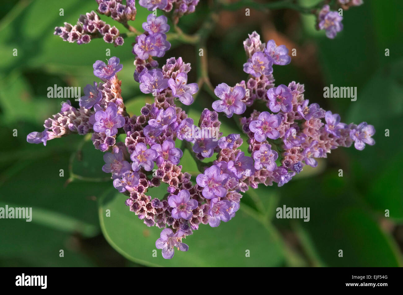 Common sea lavender / statice / marsh-rosemary (Limonium vulgare) in flower Stock Photo