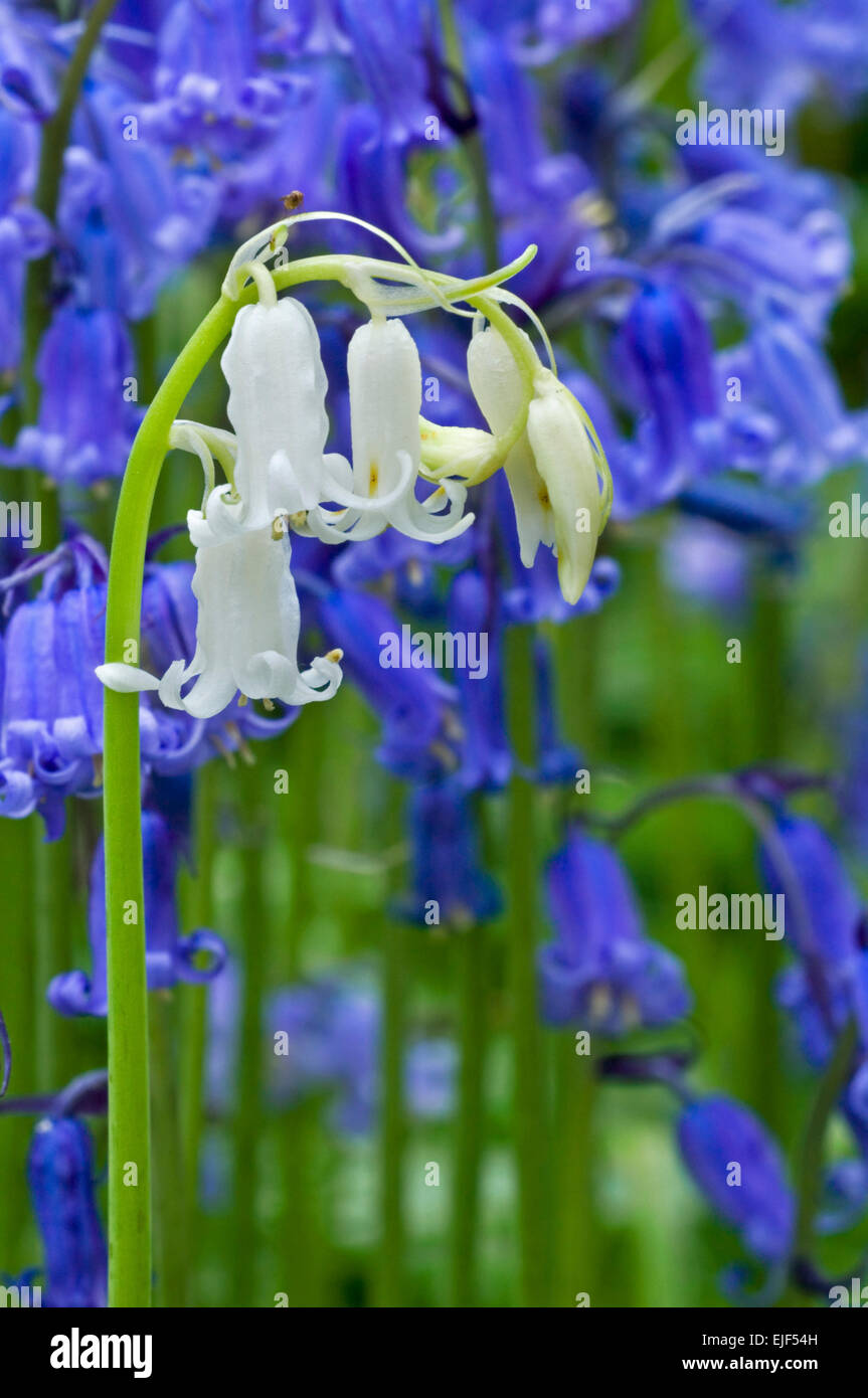 Bluebells (Scilla non-scripta / Endymion nonscriptus / Hyacinthoides non-scripta) white morph amongst blue flowers Stock Photo