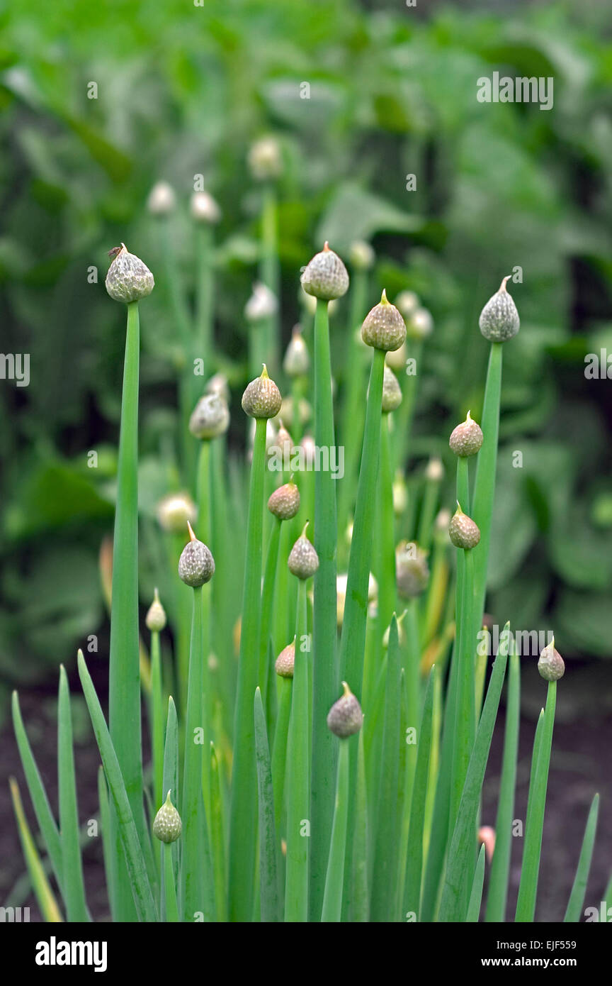 Welsh onion / Japanese bunching onion (Allium fistulosum) showing