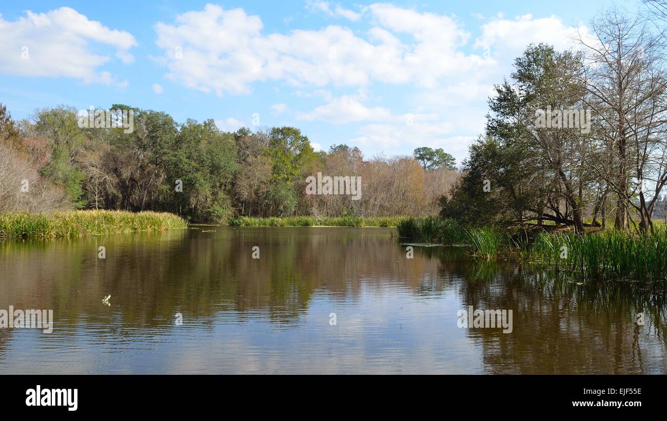 Lake Alice University of Florida Landscape Stock Photo Alamy
