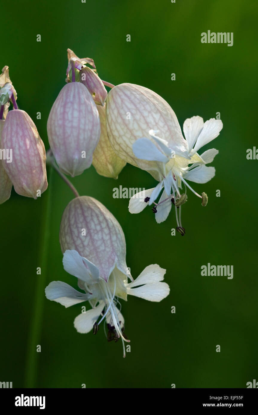 Bladder campion (Silene vulgaris) in flower Stock Photo