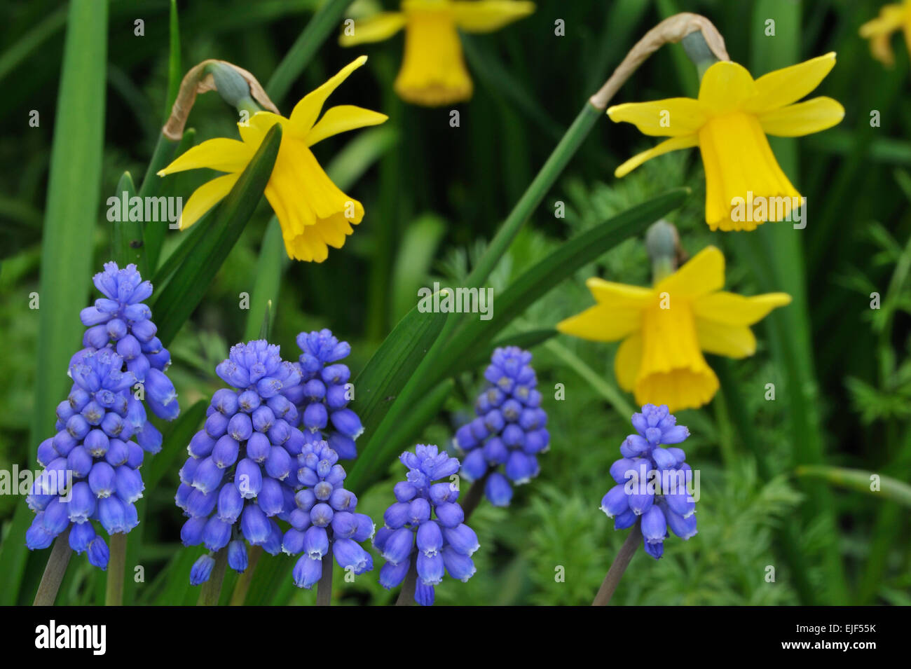 Common grape hyacinths (Muscari botryoides  / Hyacinthus botryoides L.) and daffodils in flower garden Stock Photo
