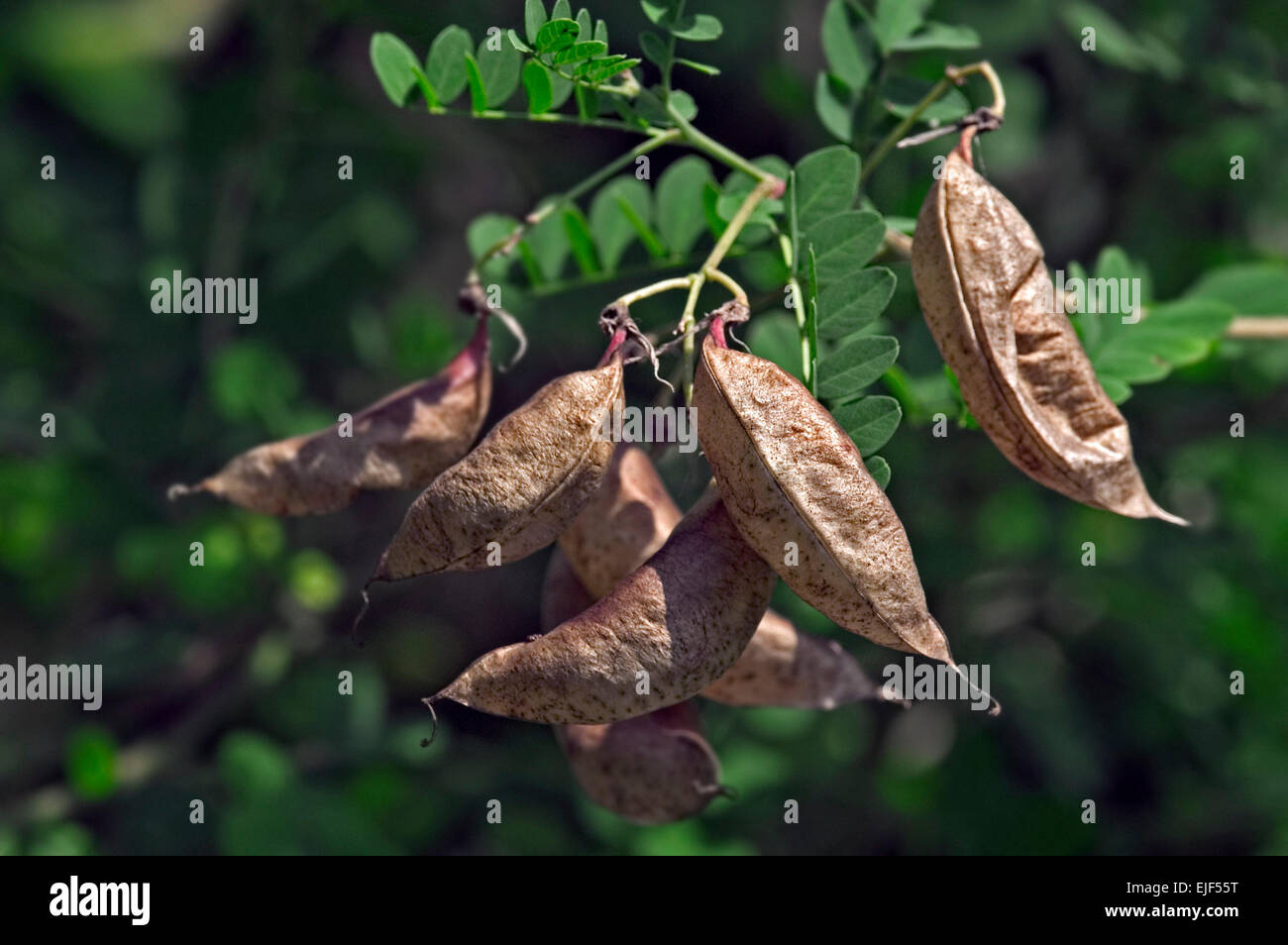 Bladder-senna (Colutea arborescens) leguminous shrub showing  inflated bladdery seed pods Stock Photo