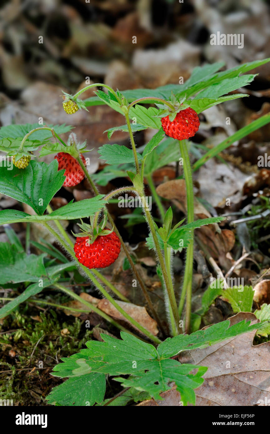 Woodland strawberry / Wild strawberries (Fragaria vesca) in forest Stock Photo