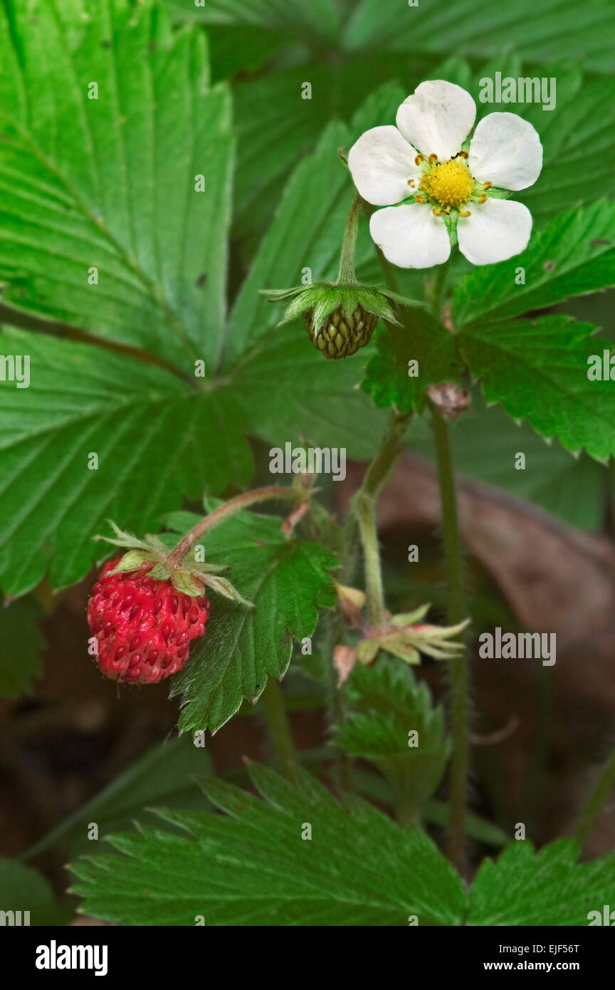 Strawberry, wild strawberry hi-res stock photography and images - Alamy