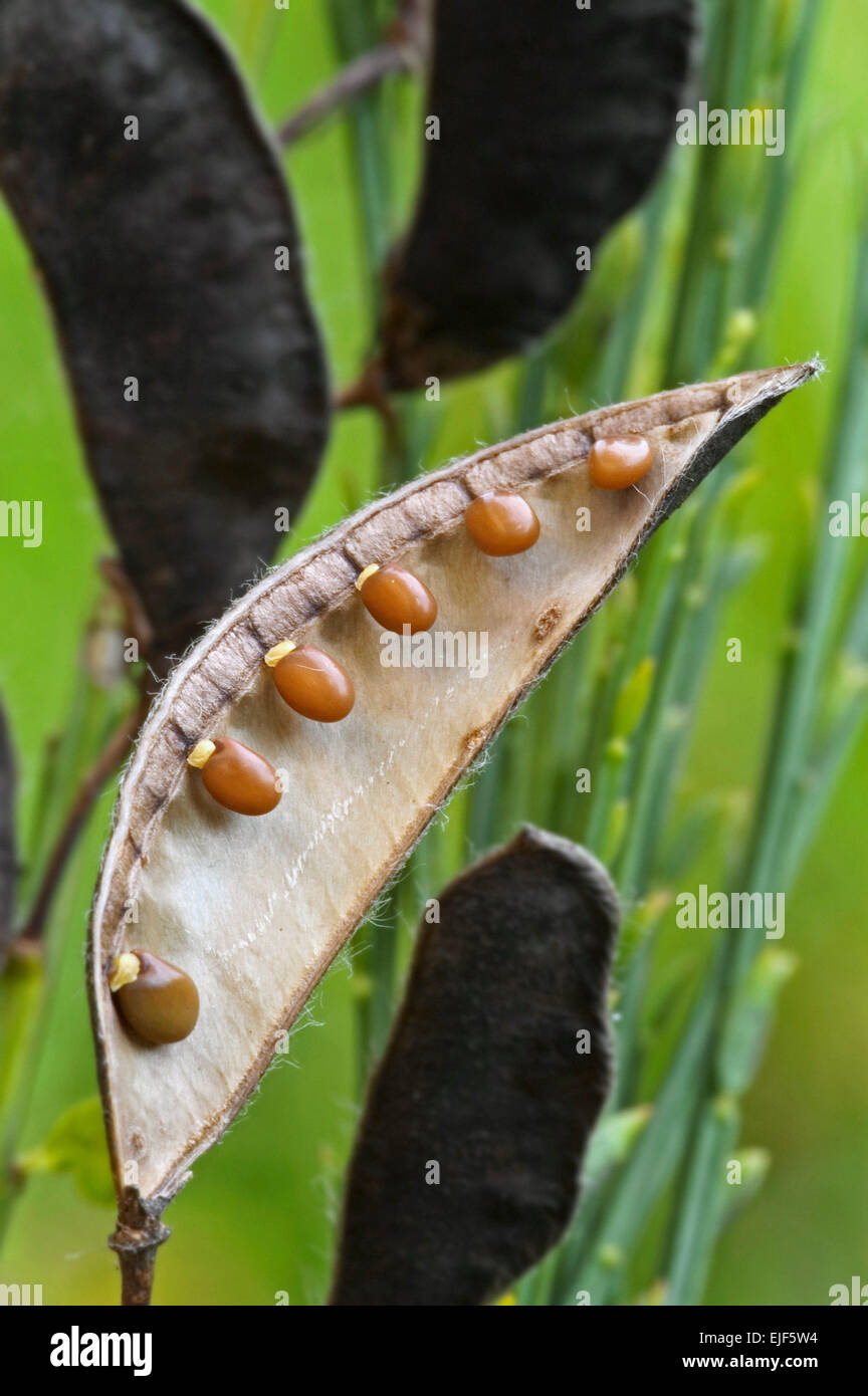 Common broom / Scotch broom (Cytisus scoparius / Sarothamnus scoparius) inside of seed pod showing seeds Stock Photo