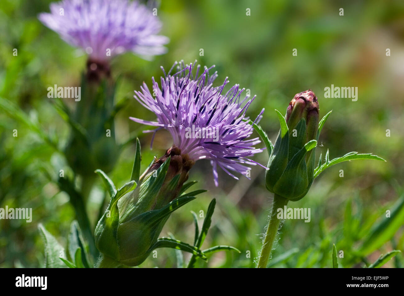 Distaff thistle / Dwarf blue thistles (Carduncellus mitissimus / Carthamus mitissimus) in flower Stock Photo