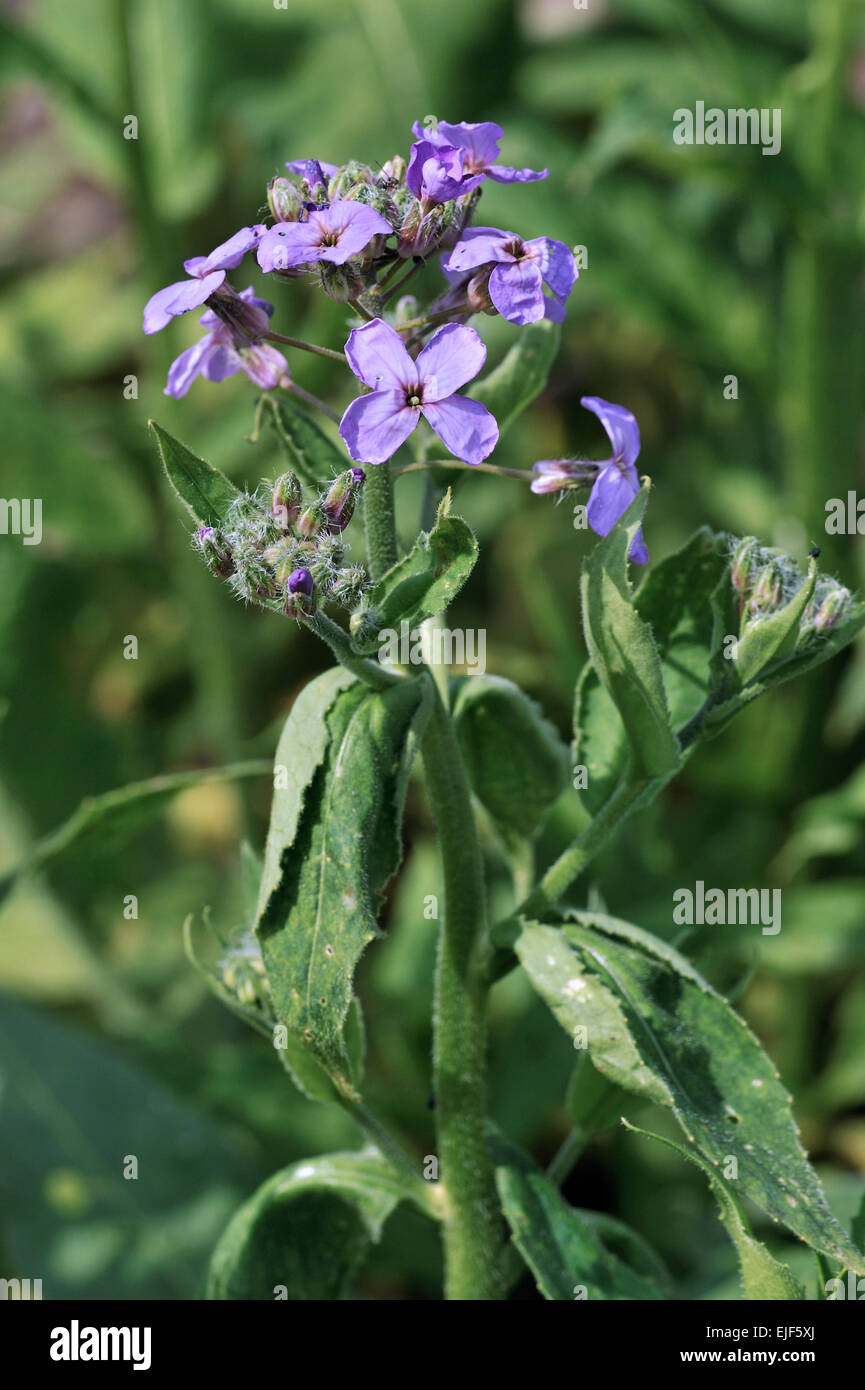 Sweet rocket / Dame’s rocket / damask violet / dames-wort (Hesperis matronalis) in flower Stock Photo