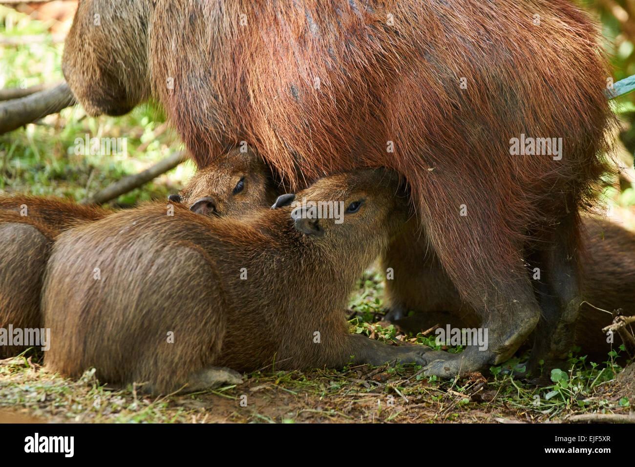 Capybaras swimming hi-res stock photography and images - Alamy