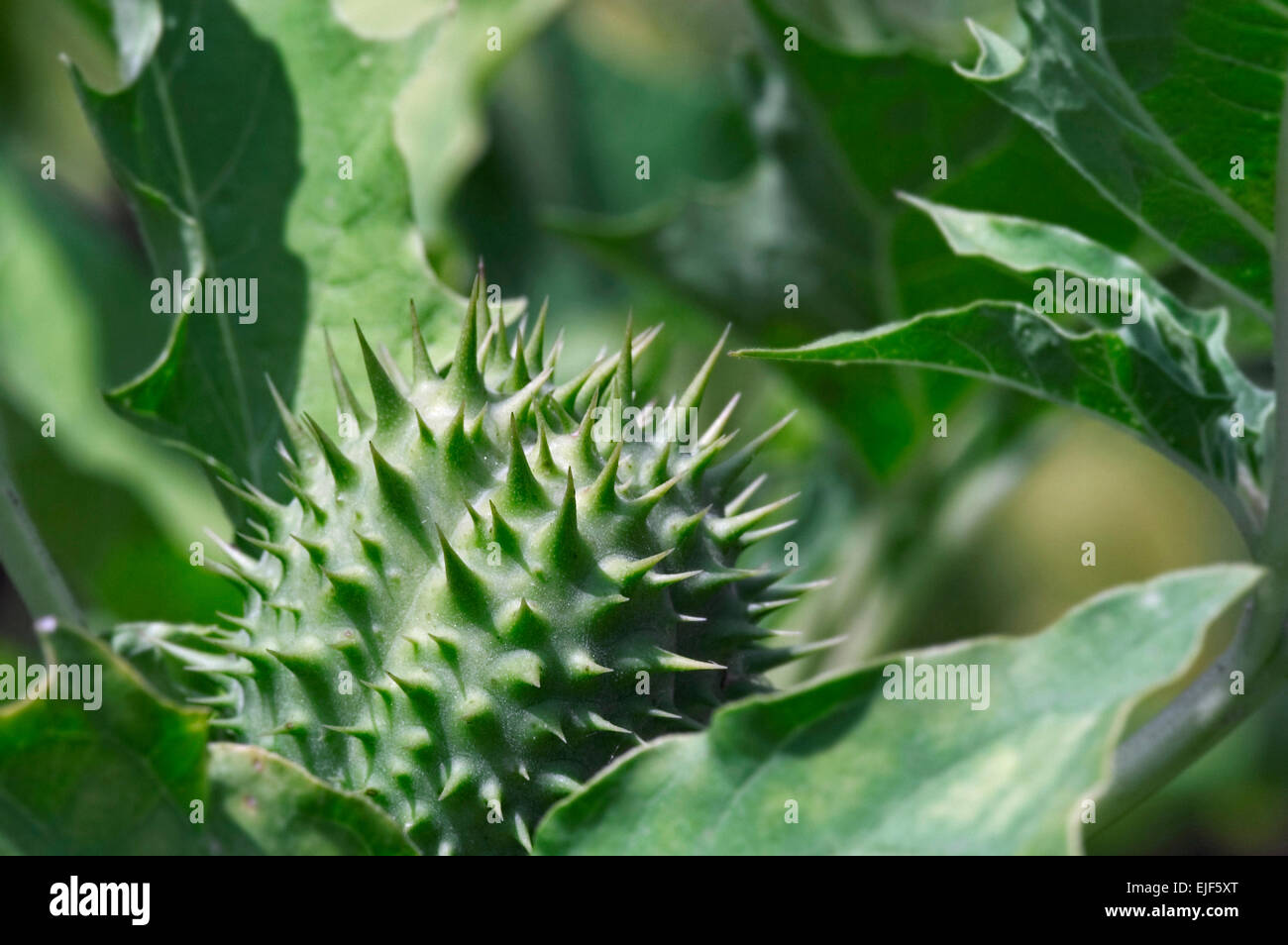 Jimson weed / Devil's snare / datura / thornapple (Datura stramonium) closed seed capsule covered in spines Stock Photo