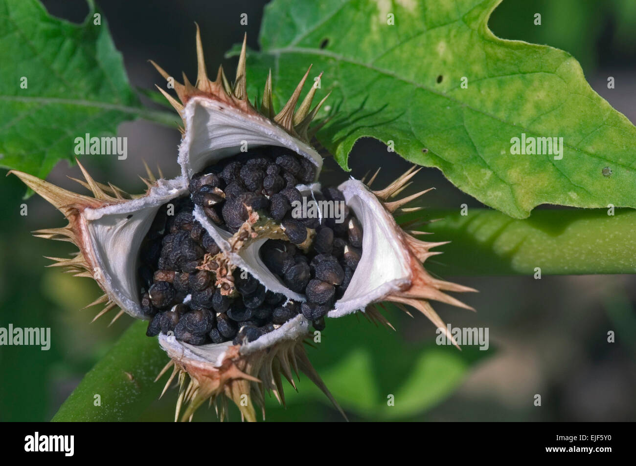 Jimson weed / Devil's snare / datura / thornapple (Datura stramonium) open seed capsule covered in spines showing black seeds Stock Photo