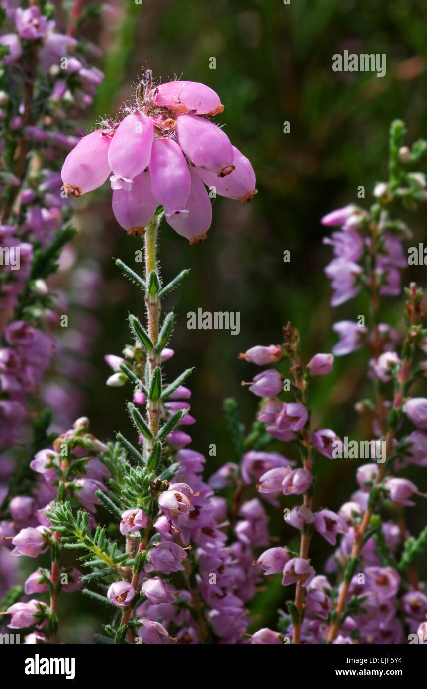 Cross leaved heath (Erica tetralix) among common heather / ling (Calluna vulgaris) in flower Stock Photo