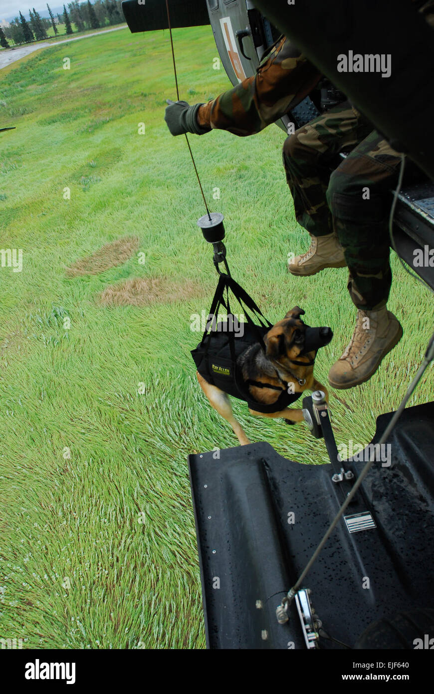 Cezar, a military working dog assigned to the 28th Military Police Detachment at Fort Wainwright, Alaska, rides up to a medical evacuation helicopter on the aircraft’s hoist.  Staff Sgt. Matthew T MacRoberts Released Stock Photo
