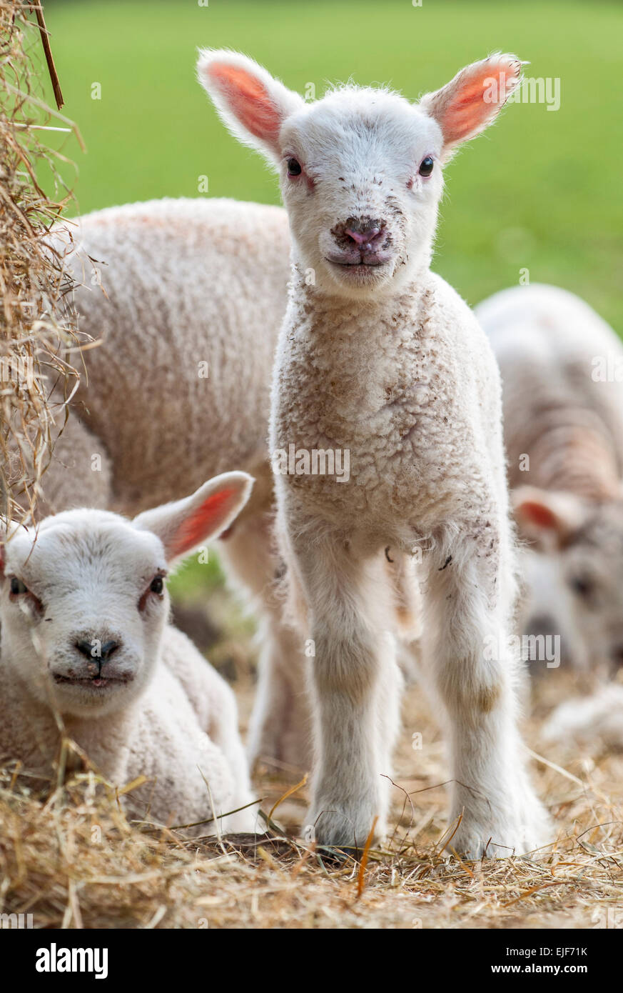 Spring Lambs Stock Photo