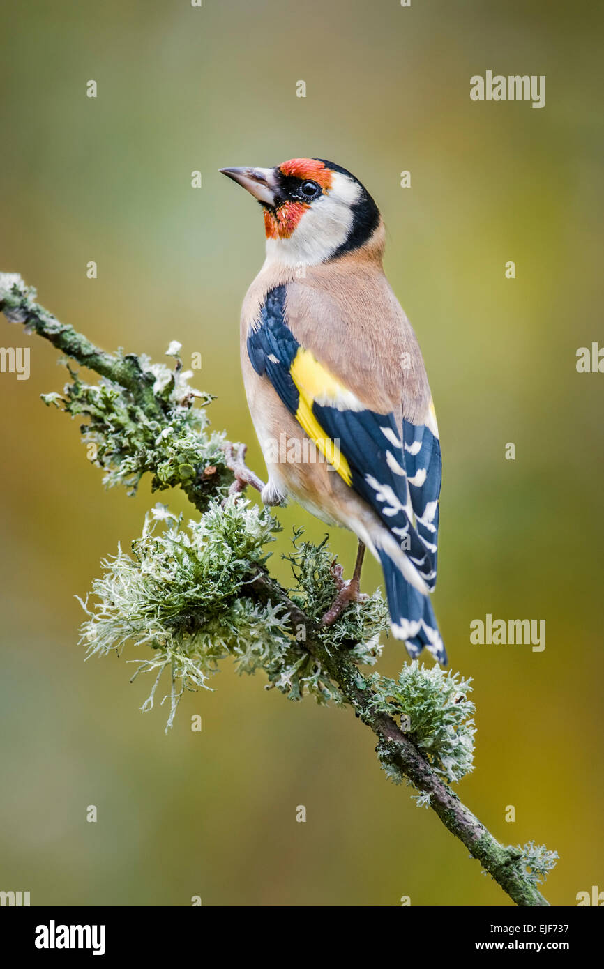 Goldfinch perched on a lichen covered branch Stock Photo