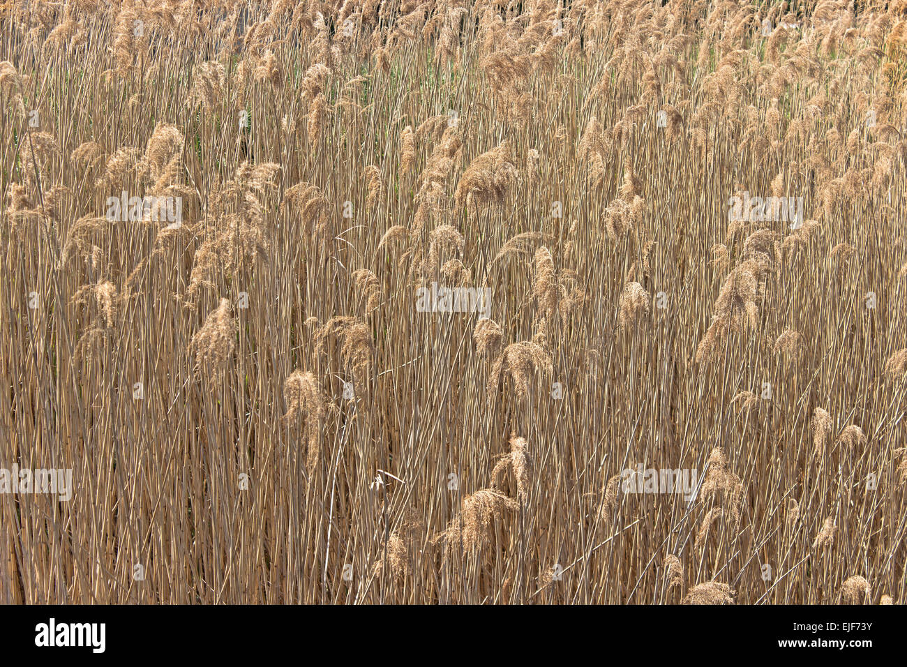 Reed cane field as background Stock Photo Alamy