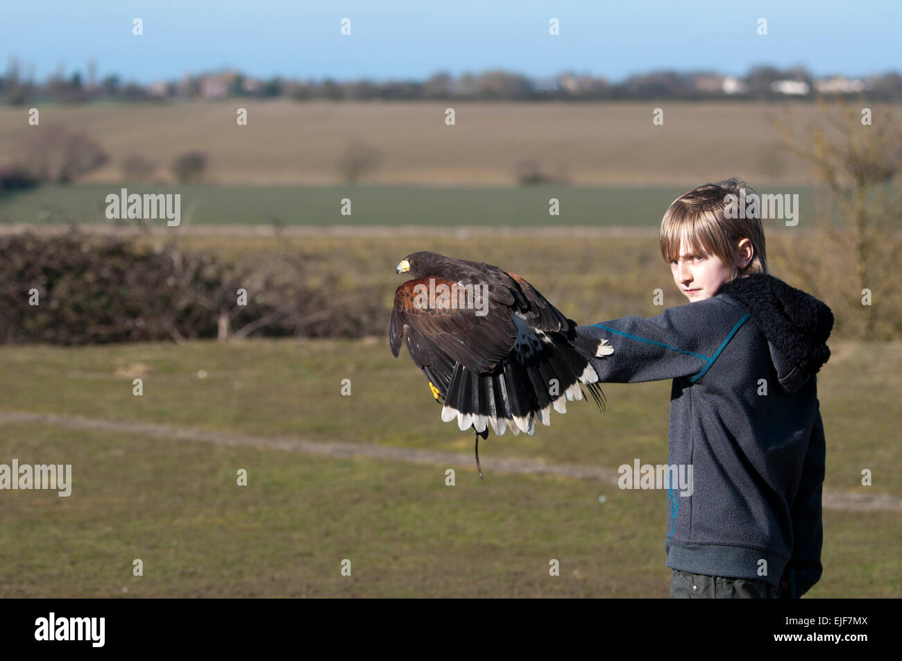 Young boy with lanner falcon (Falco biarmicus) on falconers glove Stock Photo