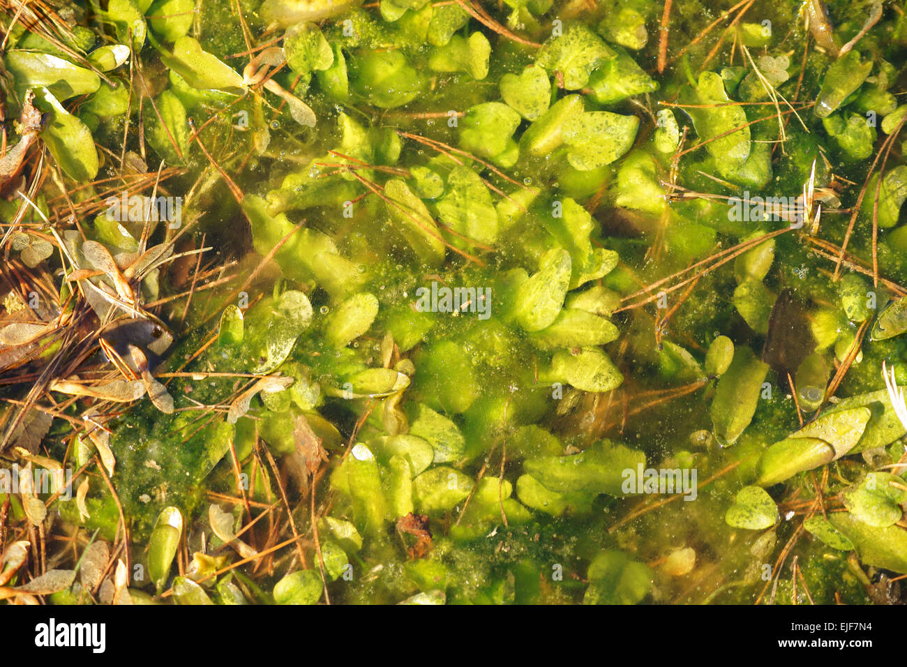 Pond with aquatic plants and algae Stock Photo - Alamy