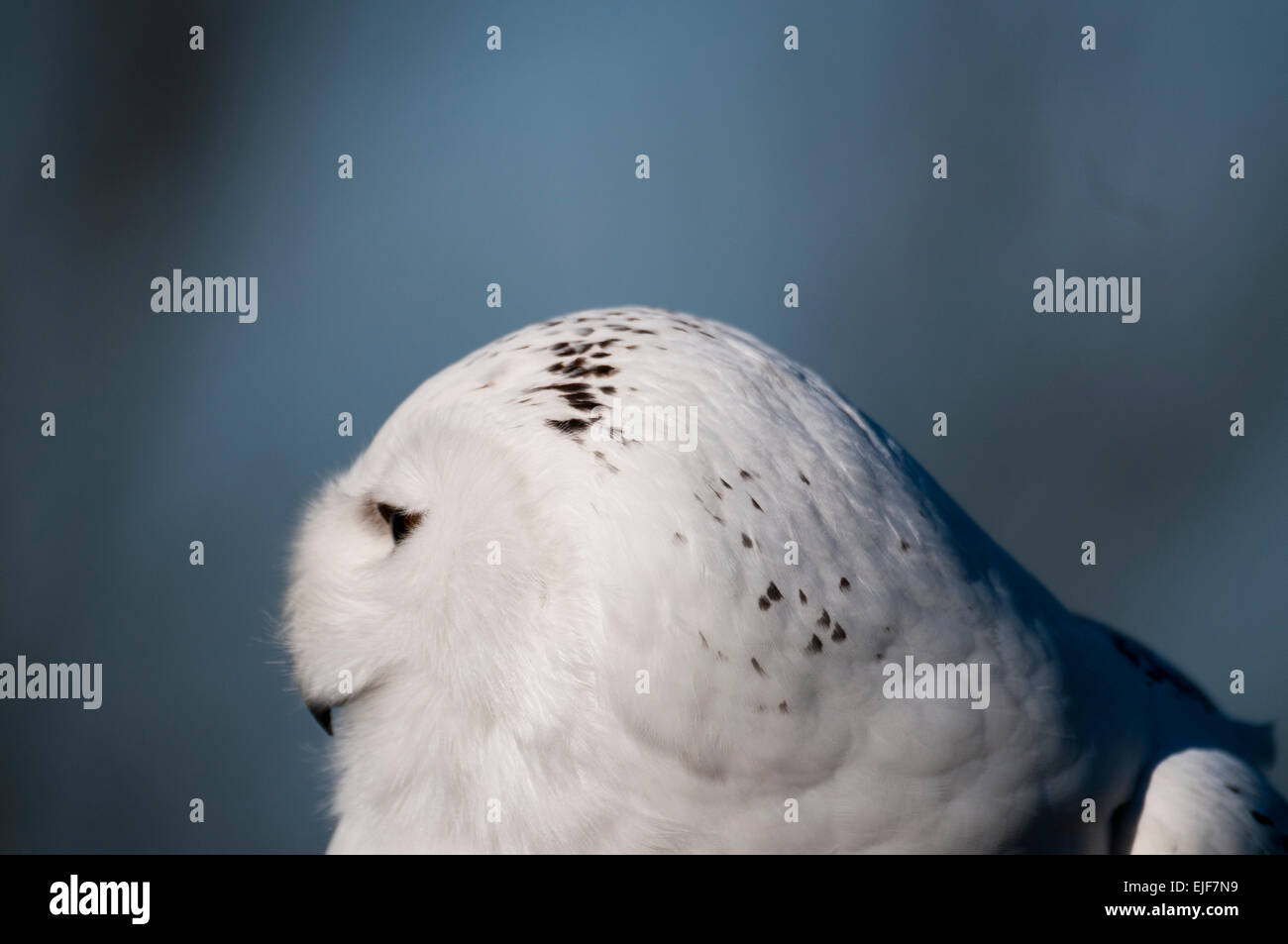 Snowy owl (Bubo scandiacus Stock Photo - Alamy