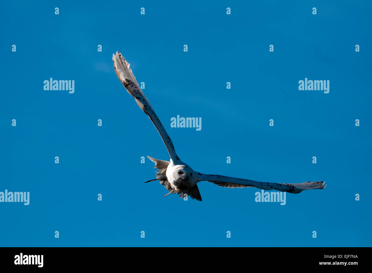 Flying Snowy owl (Bubo scandiacus Stock Photo - Alamy