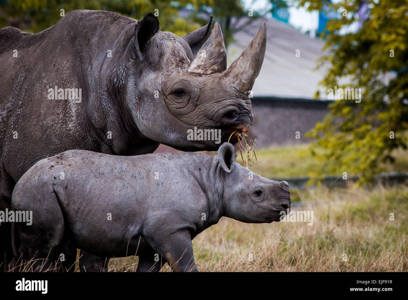 Black rhinoceros with it's infant. Stock Photo