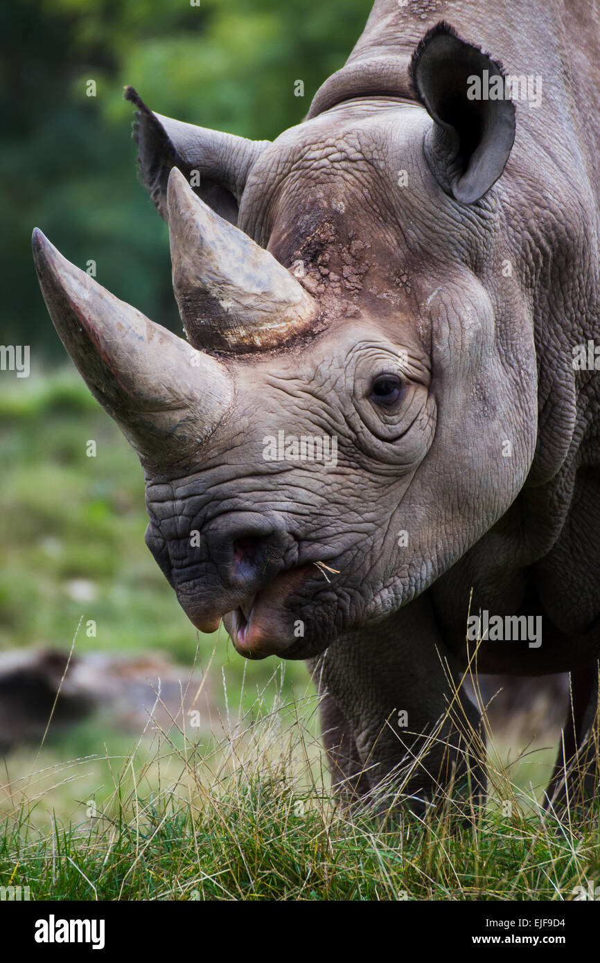 Close-up of a Black rhinoceros. Stock Photo