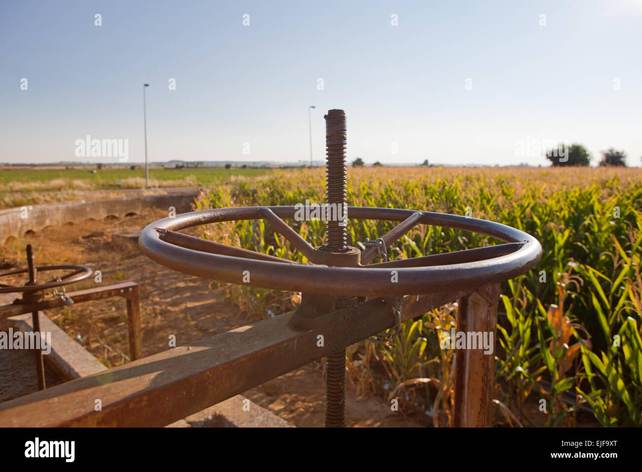 Corn green fields in Spain and blue canal system. Guadiana River