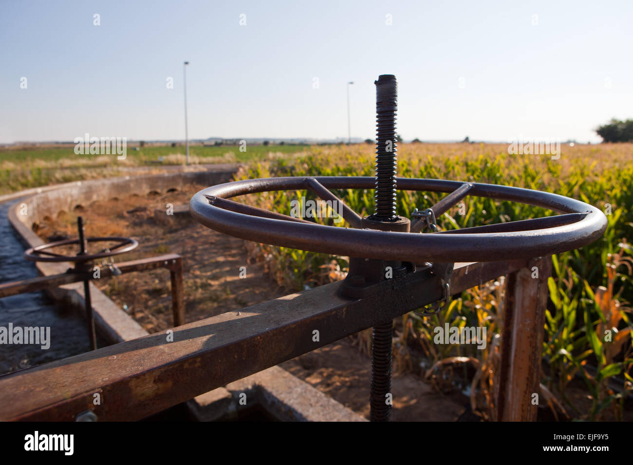 Corn green fields in Spain and blue canal system. Guadiana River