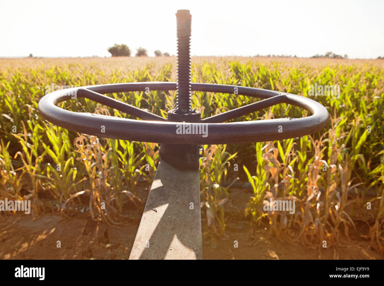 Corn green fields in Spain and blue canal system. Guadiana River