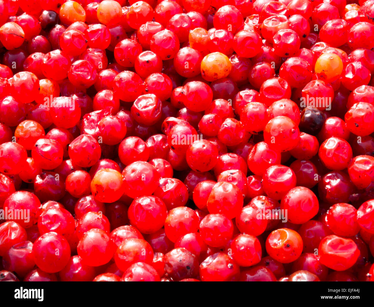 Red currants for sale and used as a cooking ingredient in drinks and tea Stock Photo