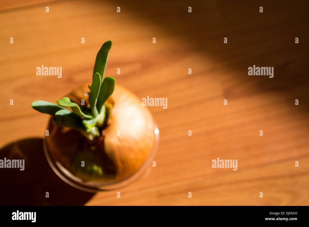 Onion bulb shoot hi-res stock photography and images - Alamy