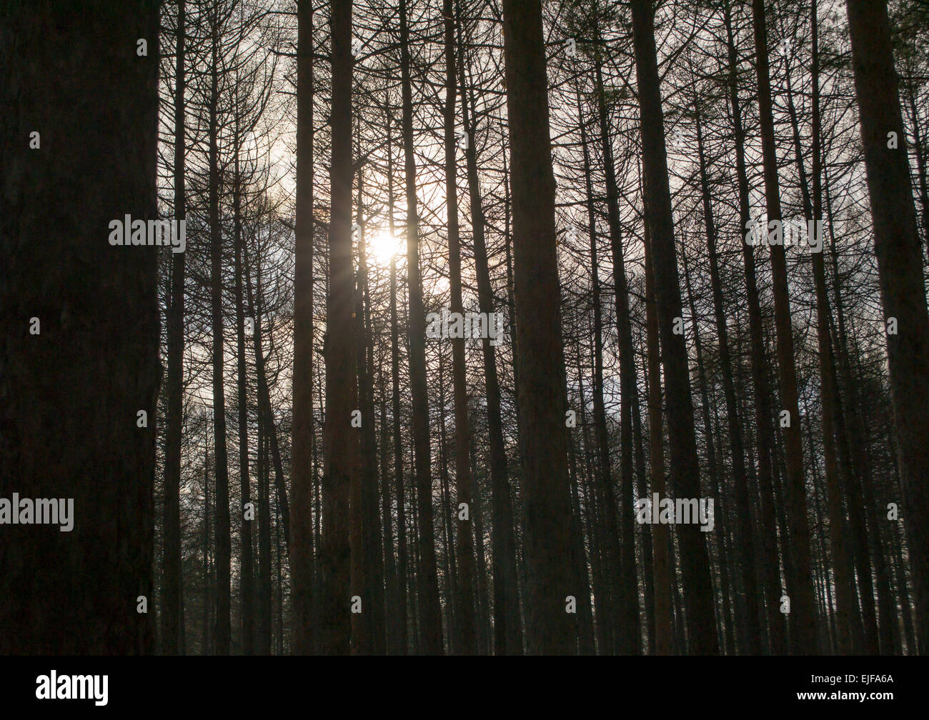 Pine forest trees in silhouette Stock Photo - Alamy