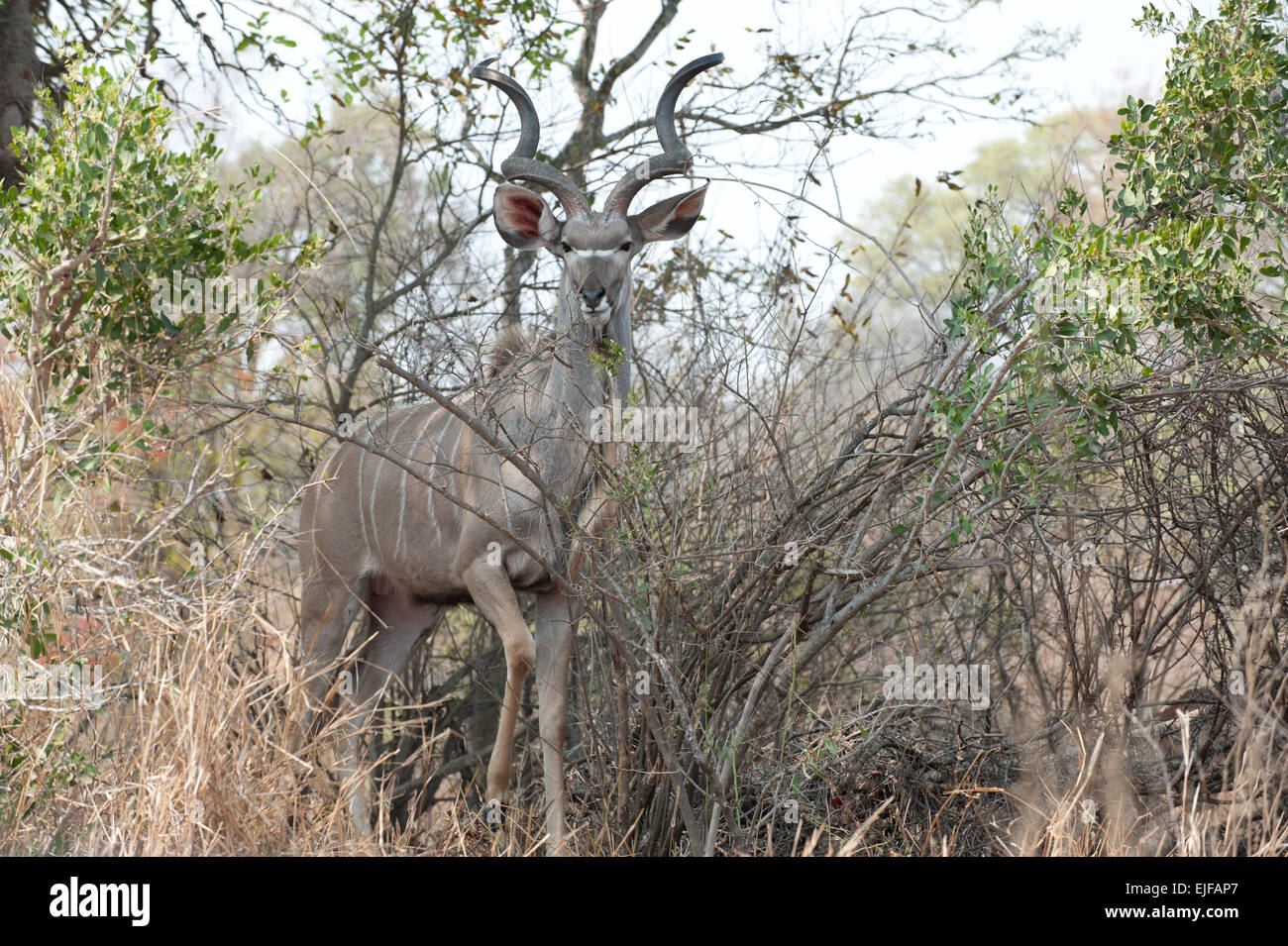 Kudu in camouflaged in the African bush Stock Photo