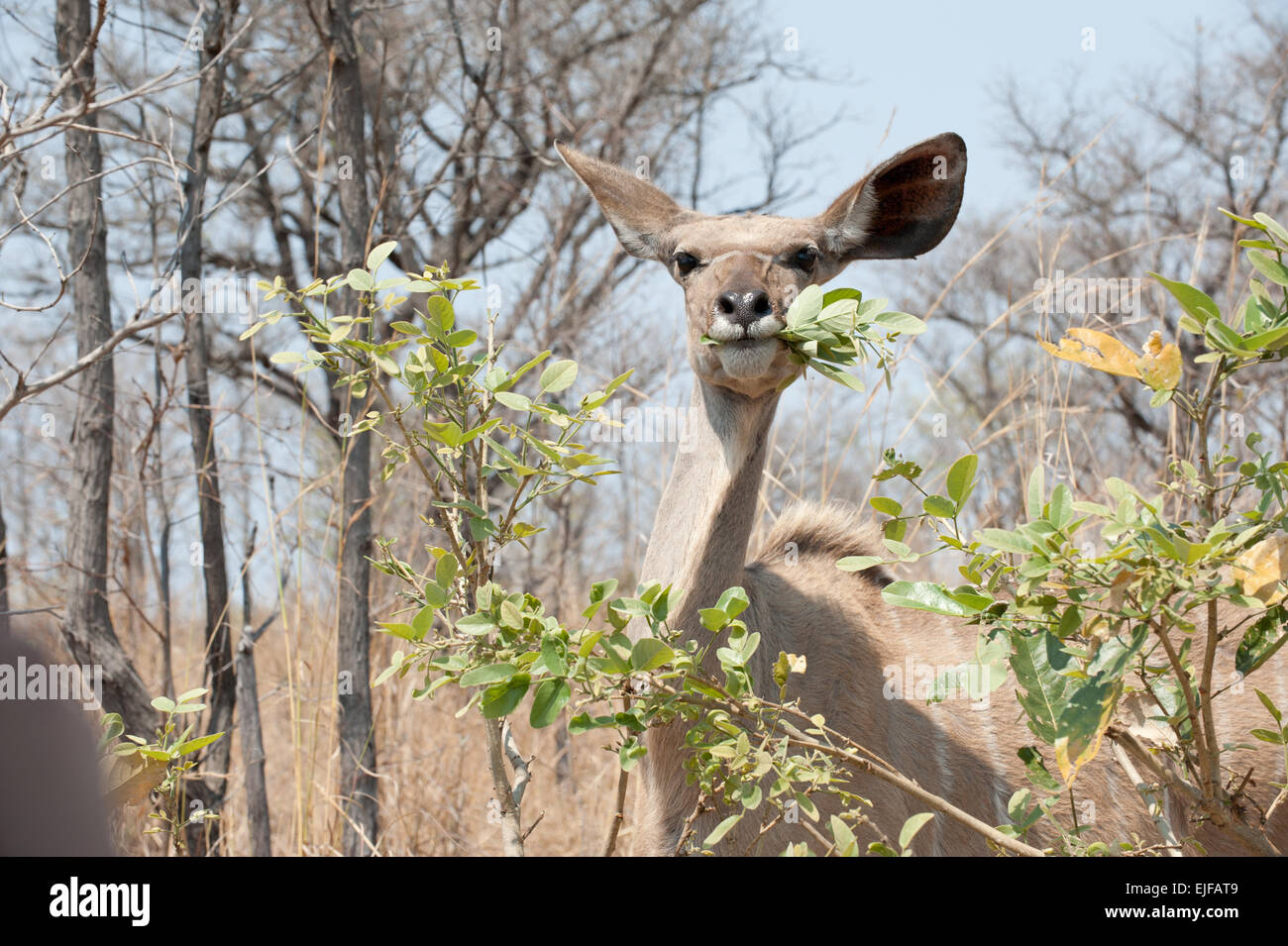 Kudu grazing Stock Photo