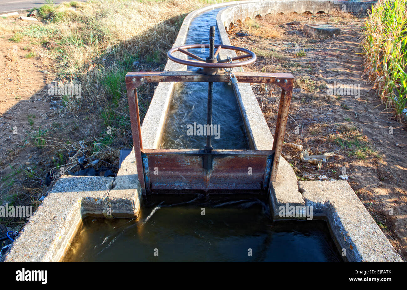 Corn green fields in Spain and blue canal system. Guadiana River