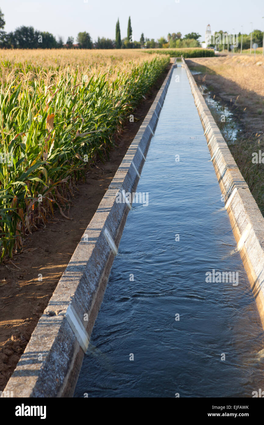 Corn green fields in Spain and blue canal system. Guadiana River Meadows, Badajoz, Spain Stock
