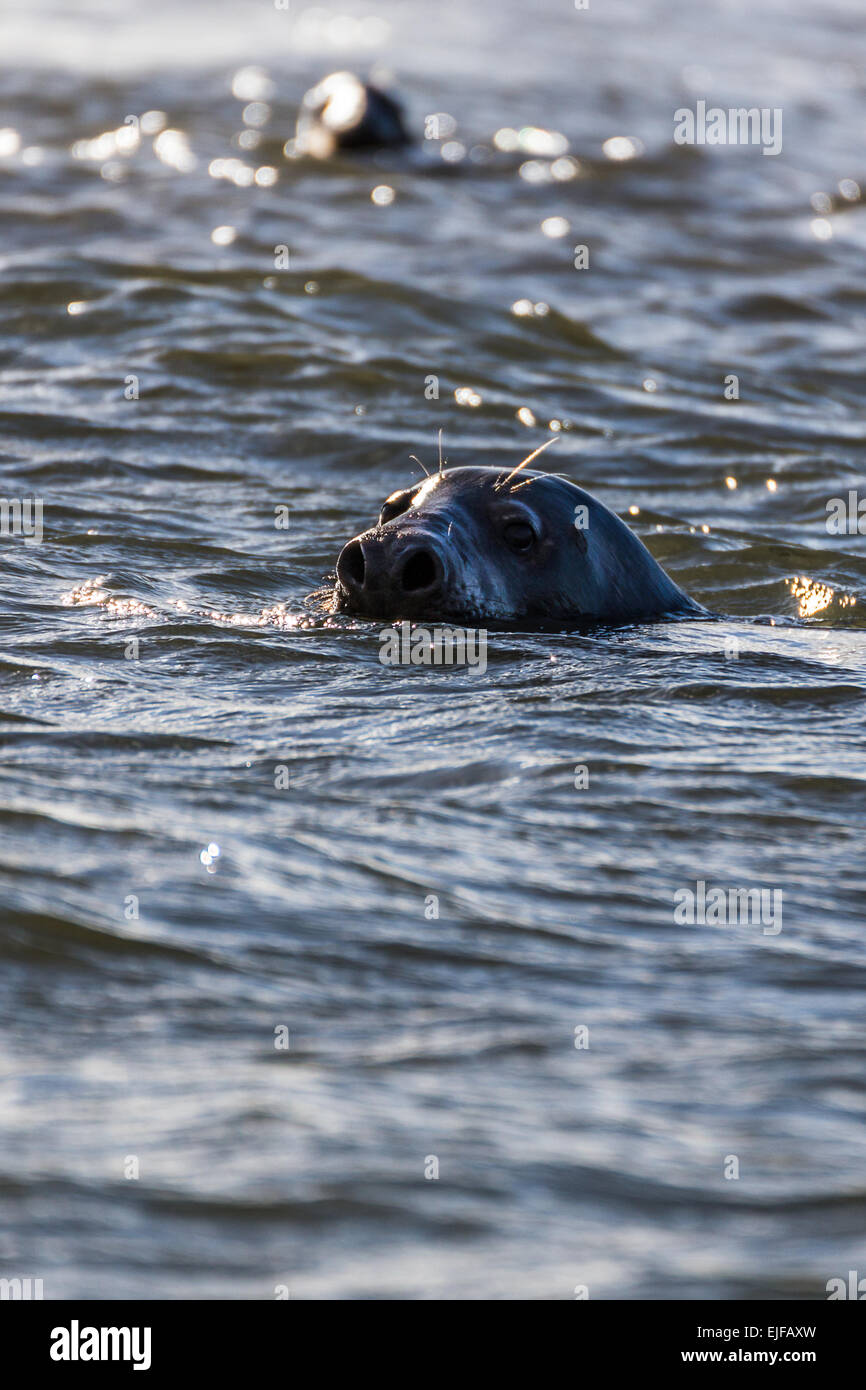 Seals swimming in the sea Stock Photo Alamy