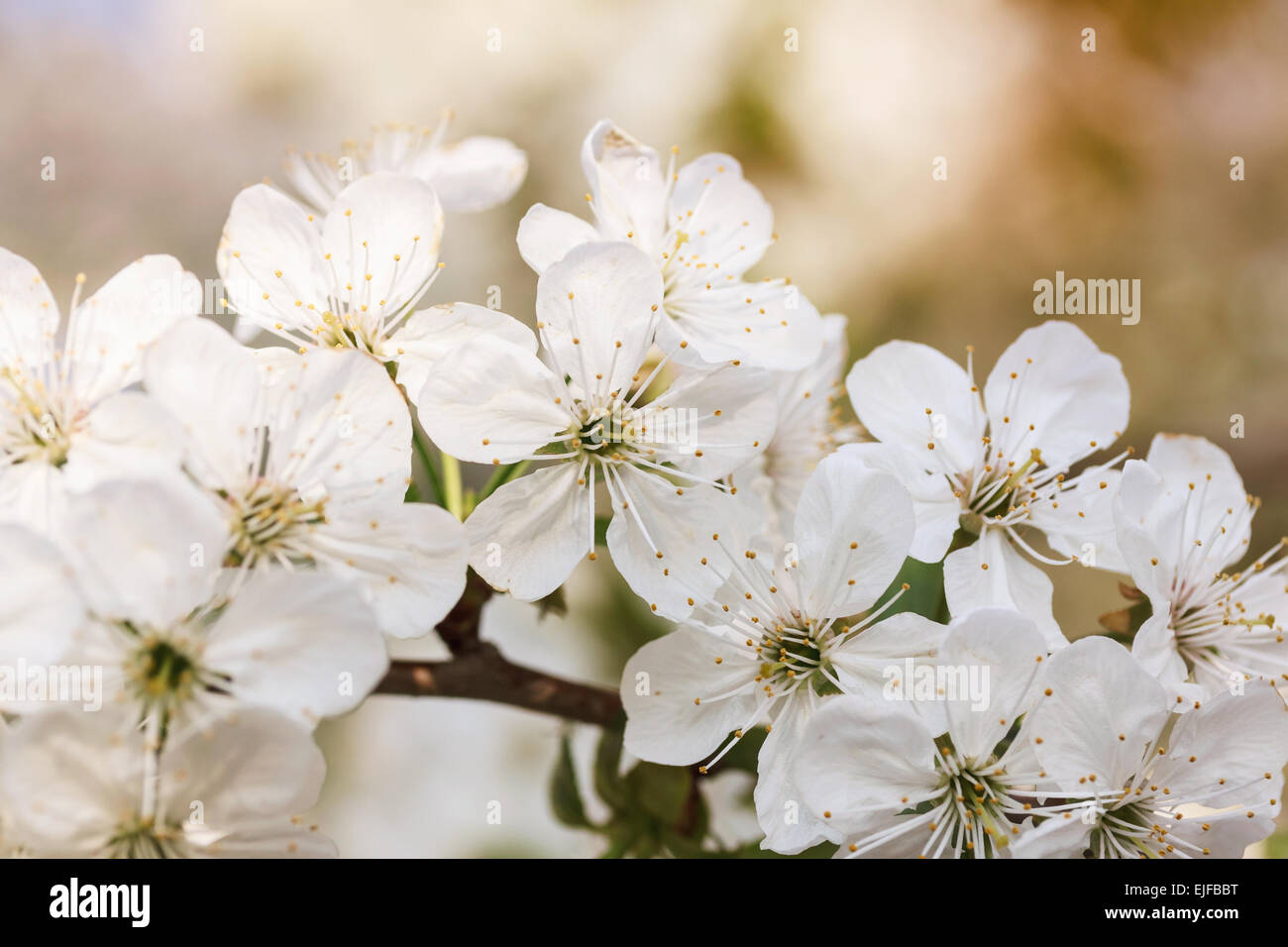 Flowers of the cherry blossoms on a spring day. cross processing Stock ...