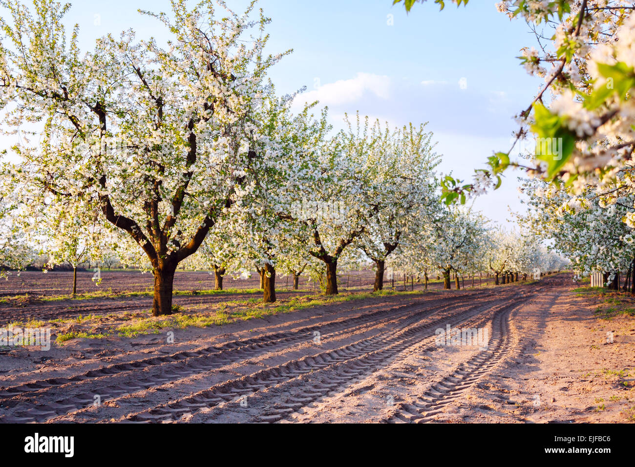 Beautiful blooming trees in hi-res stock photography and images - Alamy